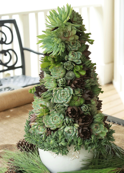 Le sapin de Noël à la mode succulente