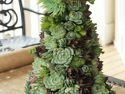 Le sapin de Noël à la mode&nbsp;succulente