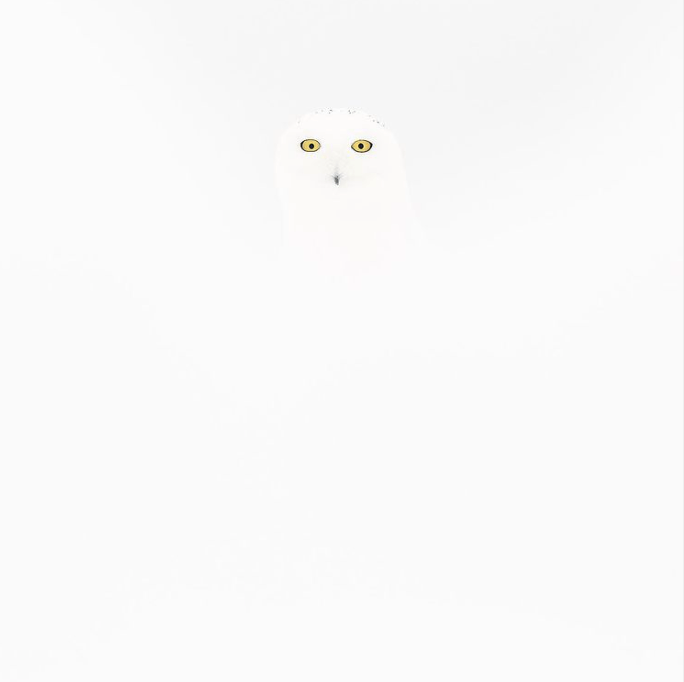 hibou dans la neige Jérémie Villet