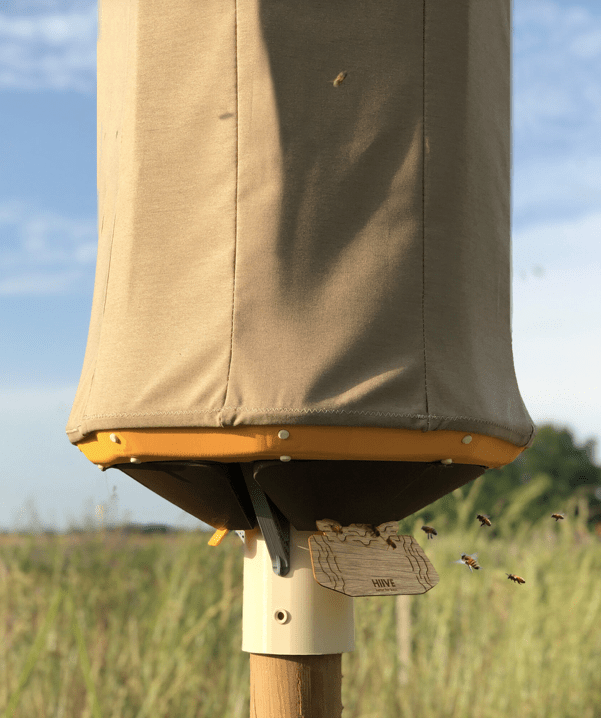 les abeilles entrent dans la ruche Hiive