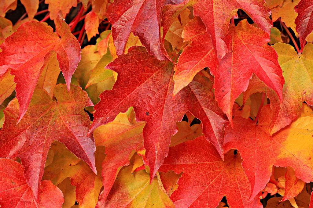 feuilles d'érable à l'automne