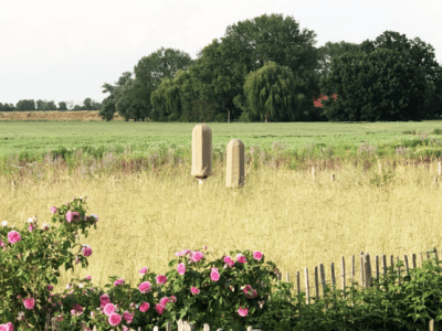 Une vie meilleure pour les&nbsp;abeilles