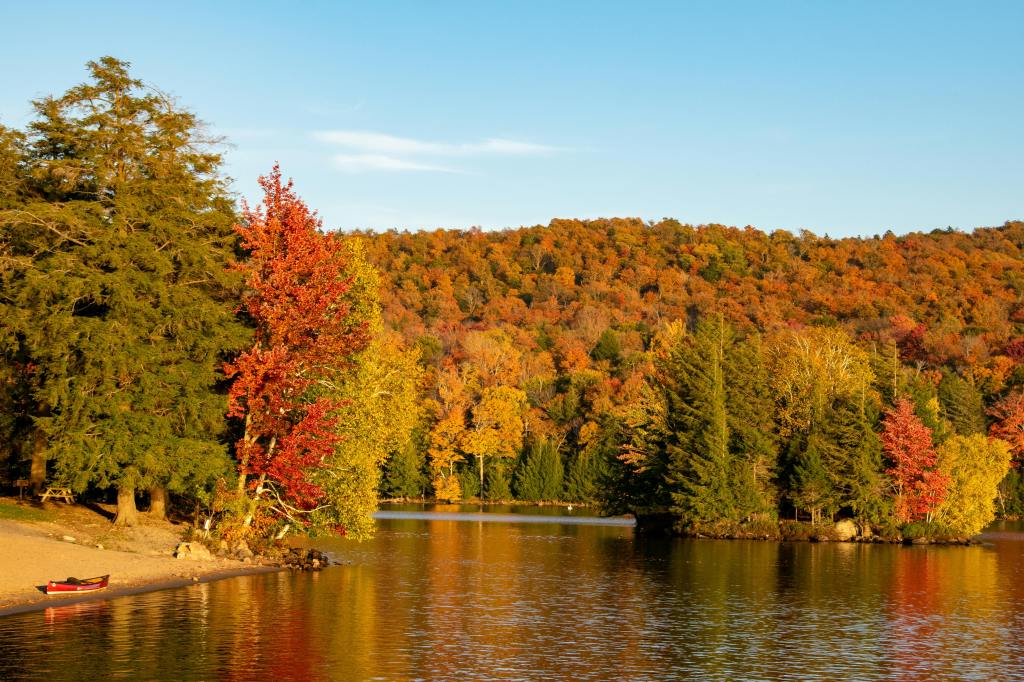 forêt automne été indien
